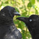 カラスの目が白くなるのはなぜ?実はまぶたがもう一つある